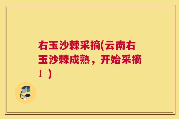 右玉沙棘采摘(云南右玉沙棘成熟,开始采摘!)