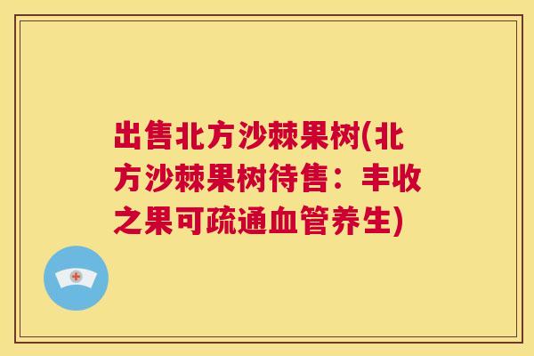 出售北方沙棘果树(北方沙棘果树待售:丰收之果可疏通血管养生)