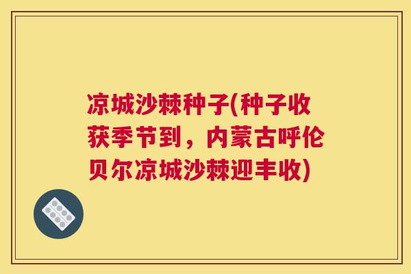 凉城沙棘种子(种子收获季节到，内蒙古呼伦贝尔凉城沙棘迎丰收)