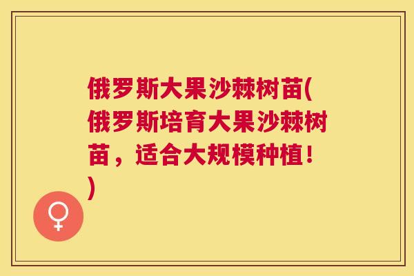 俄罗斯大果沙棘树苗(俄罗斯培育大果沙棘树苗，适合大规模种植！)