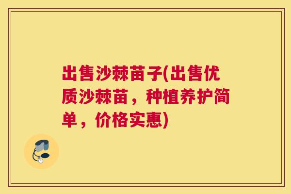 出售沙棘苗子(出售优质沙棘苗，种植养护简单，价格实惠)