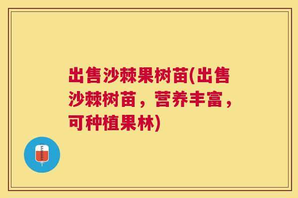出售沙棘果树苗(出售沙棘树苗，营养丰富，可种植果林)