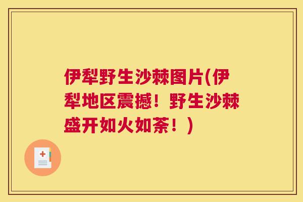 伊犁野生沙棘图片(伊犁地区震撼！野生沙棘盛开如火如荼！)