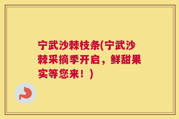 宁武沙棘枝条(宁武沙棘采摘季开启，鲜甜果实等您来！)