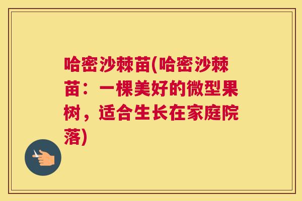 哈密沙棘苗(哈密沙棘苗：一棵美好的微型果树，适合生长在家庭院落)