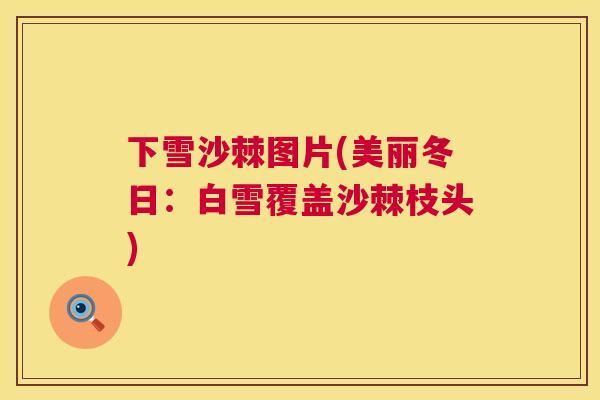 下雪沙棘图片(美丽冬日：白雪覆盖沙棘枝头)