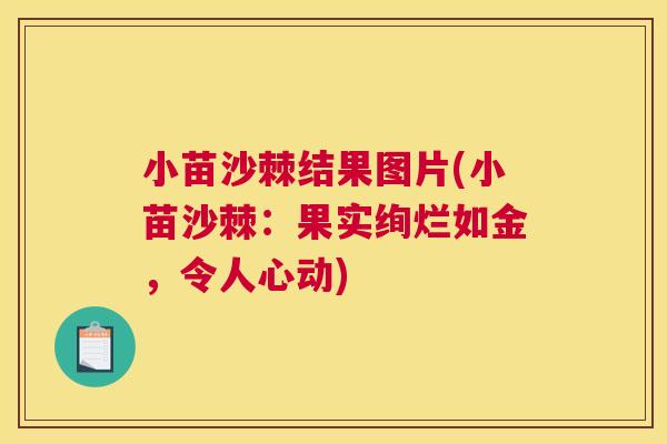 小苗沙棘结果图片(小苗沙棘：果实绚烂如金，令人心动)