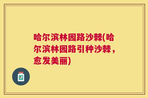哈尔滨林园路沙棘(哈尔滨林园路引种沙棘，愈发美丽)