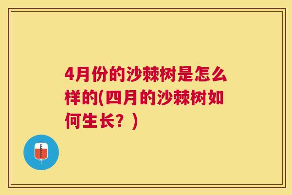 4月份的沙棘树是怎么样的(四月的沙棘树如何生长？)