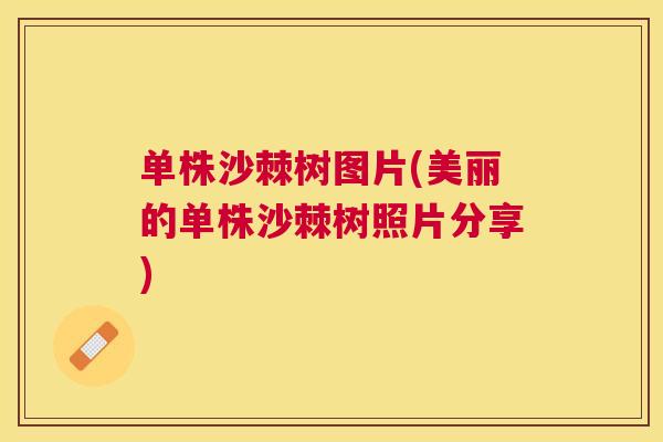 单株沙棘树图片(美丽的单株沙棘树照片分享)