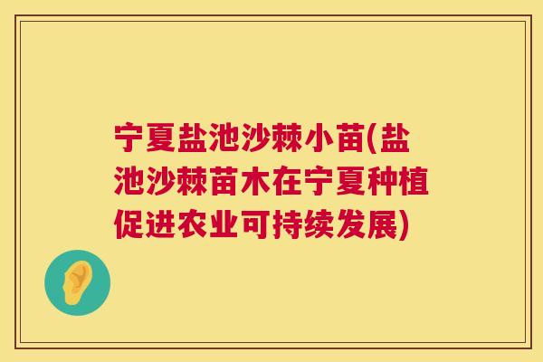 宁夏盐池沙棘小苗(盐池沙棘苗木在宁夏种植促进农业可持续发展)