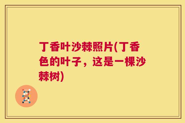 丁香叶沙棘照片(丁香色的叶子，这是一棵沙棘树)