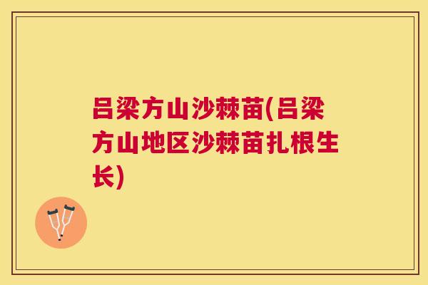 吕梁方山沙棘苗(吕梁方山地区沙棘苗扎根生长)