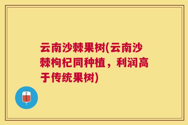 云南沙棘果树(云南沙棘枸杞同种植,利润高于传统果树)