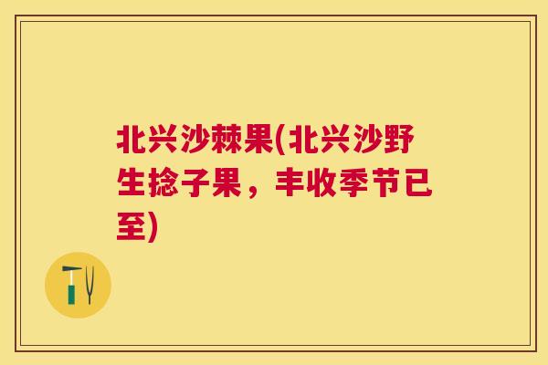 北兴沙棘果(北兴沙野生捻子果,丰收季节已至)
