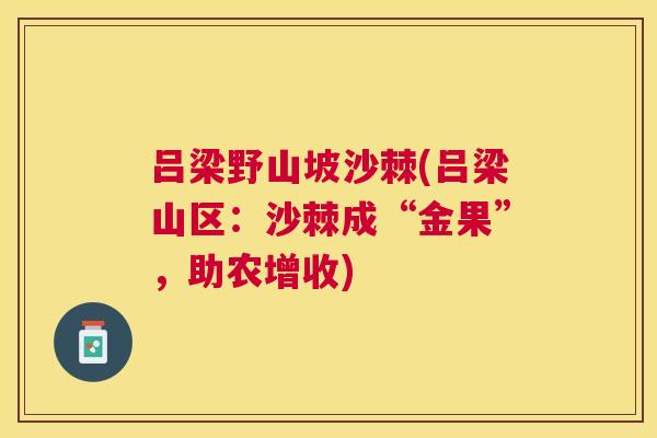 吕梁野山坡沙棘(吕梁山区:沙棘成“金果”,助农增收)