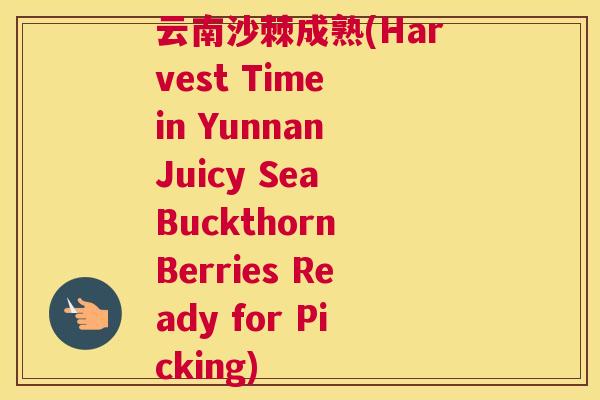 云南沙棘成熟(Harvest Time in Yunnan Juicy Sea Buckthorn Berries Ready for Picking)