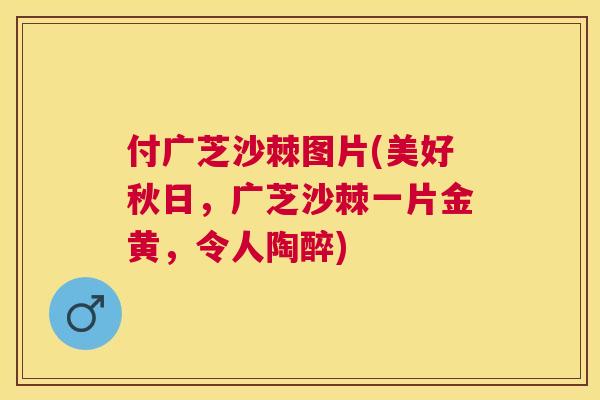 付广芝沙棘图片(美好秋日，广芝沙棘一片金黄，令人陶醉)