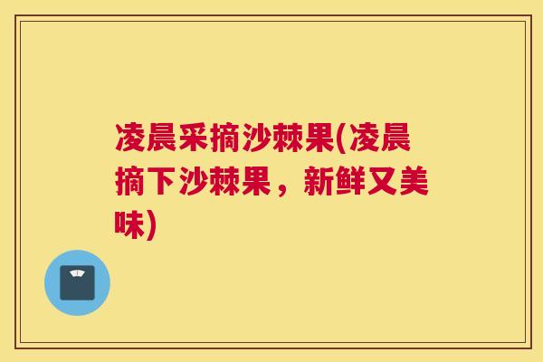 凌晨采摘沙棘果(凌晨摘下沙棘果,新鲜又美味)