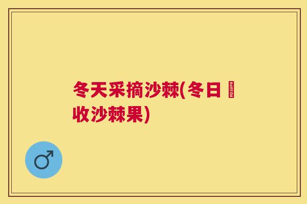 冬天采摘沙棘(冬日採收沙棘果)