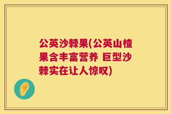 公英沙棘果(公英山楂果含丰富营养 巨型沙棘实在让人惊叹)
