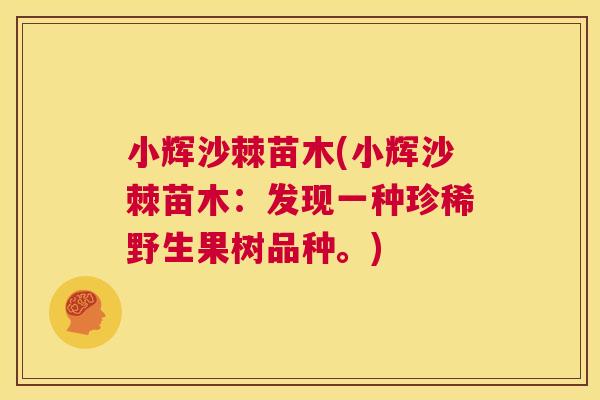 小辉沙棘苗木(小辉沙棘苗木：发现一种珍稀野生果树品种。)