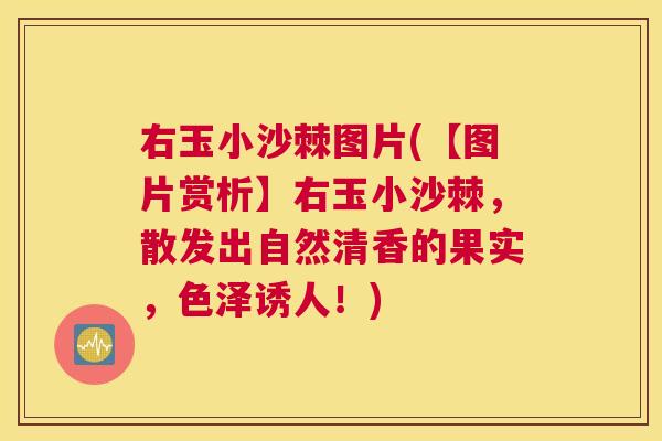 右玉小沙棘图片(【图片赏析】右玉小沙棘,散发出自然清香的果实,色泽诱人!) 右玉小沙棘图片(【图片赏析】右玉小沙棘,散发出自然清香的果实,色泽诱人!)