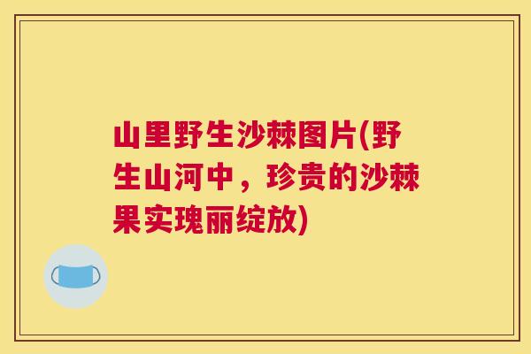 山里野生沙棘图片(野生山河中,珍贵的沙棘果实瑰丽绽放) 山里野生沙棘图片(野生山河中,珍贵的沙棘果实瑰丽绽放)