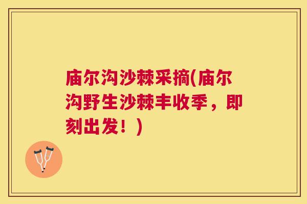 庙尔沟沙棘采摘(庙尔沟野生沙棘丰收季，即刻出发！)