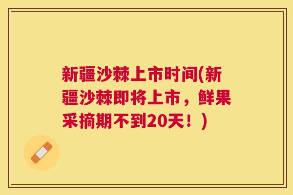 新疆沙棘上市时间(新疆沙棘即将上市,鲜果采摘期不到20天!)