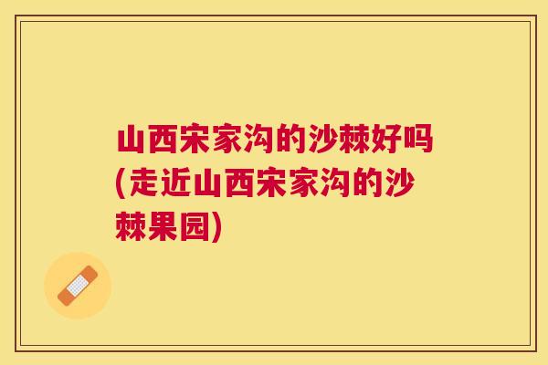 山西宋家沟的沙棘好吗(走近山西宋家沟的沙棘果园)