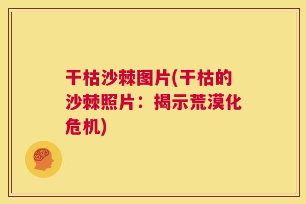 干枯沙棘图片(干枯的沙棘照片:揭示荒漠化危机)