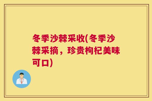 冬季沙棘采收(冬季沙棘采摘，珍贵枸杞美味可口)