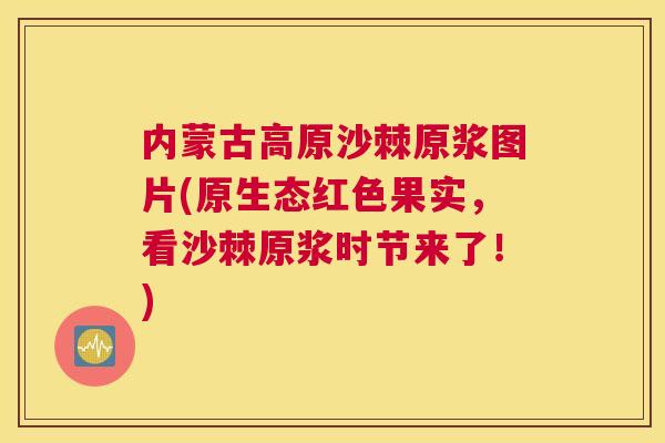 内蒙古高原沙棘原浆图片(原生态红色果实，看沙棘原浆时节来了！)