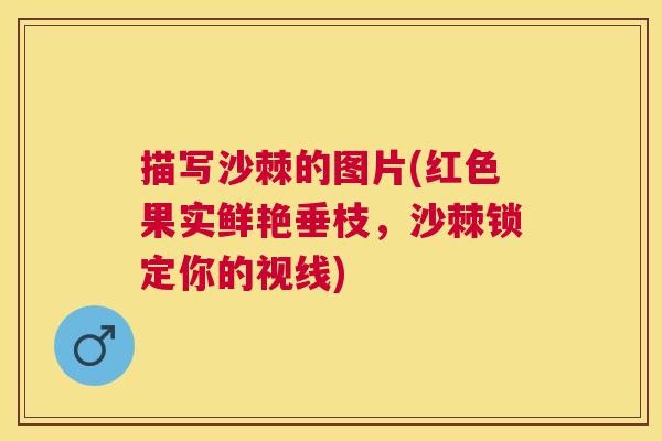 描写沙棘的图片(红色果实鲜艳垂枝,沙棘锁定你的视线) 描写沙棘的图片(红色果实鲜艳垂枝,沙棘锁定你的视线)