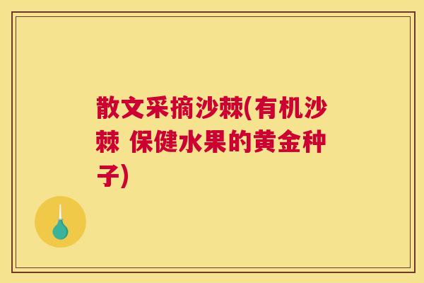 散文采摘沙棘(有机沙棘 保健水果的黄金种子)