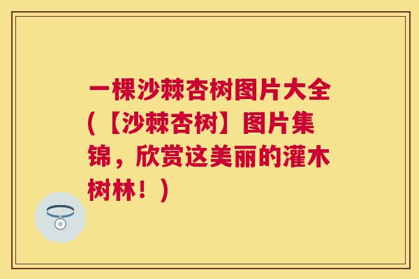 一棵沙棘杏树图片大全(【沙棘杏树】图片集锦，欣赏这美丽的灌木树林！)