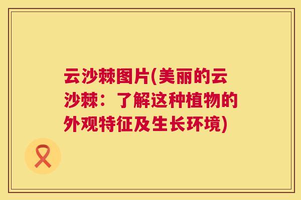 云沙棘图片(美丽的云沙棘：了解这种植物的外观特征及生长环境)