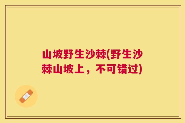 山坡野生沙棘(野生沙棘山坡上，不可错过)