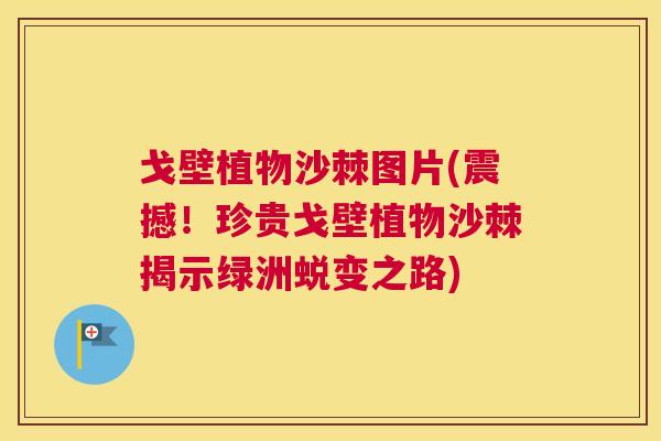 戈壁植物沙棘图片(震撼!珍贵戈壁植物沙棘揭示绿洲蜕变之路) 戈壁植物沙棘图片(震撼!珍贵戈壁植物沙棘揭示绿洲蜕变之路)