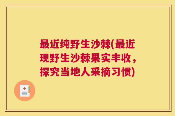 最近纯野生沙棘(最近现野生沙棘果实丰收,探究当地人采摘习惯)