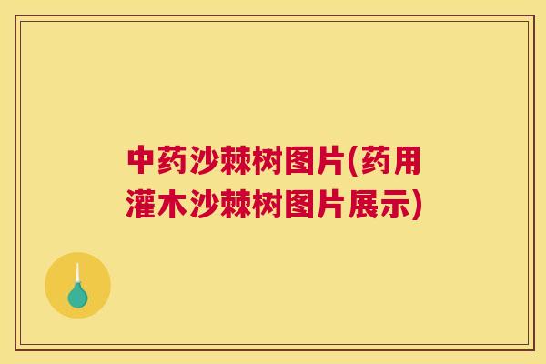 中药沙棘树图片(药用灌木沙棘树图片展示)