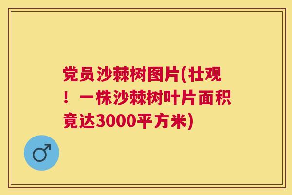 党员沙棘树图片(壮观!一株沙棘树叶片面积竟达3000平方米)