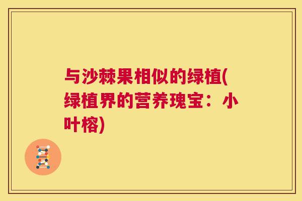 与沙棘果相似的绿植(绿植界的营养瑰宝：小叶榕)