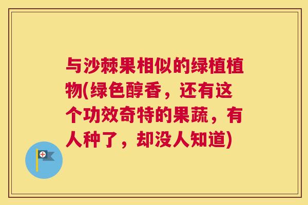 与沙棘果相似的绿植植物(绿色醇香，还有这个功效奇特的果蔬，有人种了，却没人知道)