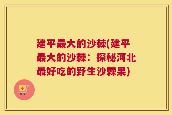 建平最大的沙棘(建平最大的沙棘：探秘河北最好吃的野生沙棘果)