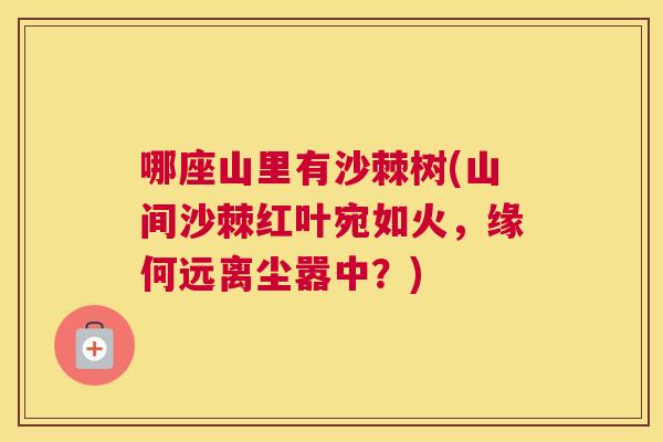 哪座山里有沙棘树(山间沙棘红叶宛如火，缘何远离尘嚣中？)