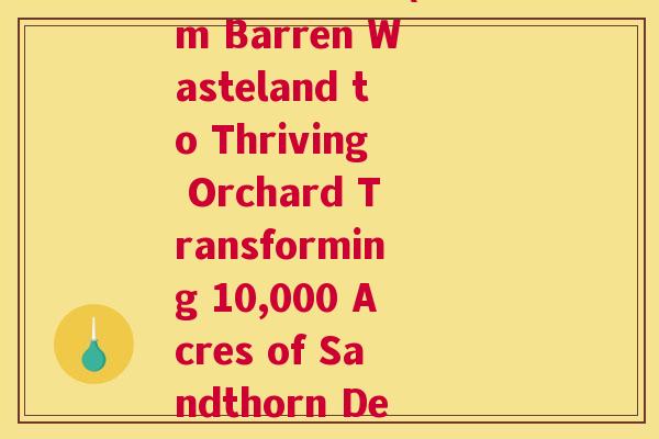 万亩沙棘荒地(From Barren Wasteland to Thriving Orchard Transforming 10,000 Acres of Sandthorn Desert)