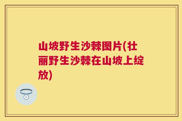 山坡野生沙棘图片(壮丽野生沙棘在山坡上绽放)