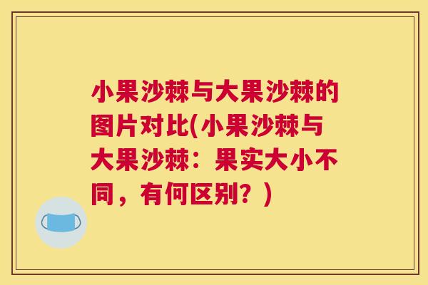 小果沙棘与大果沙棘的图片对比(小果沙棘与大果沙棘:果实大小不同,有何区别?) 小果沙棘与大果沙棘的图片对比(小果沙棘与大果沙棘:果实大小不同,有何区别?)